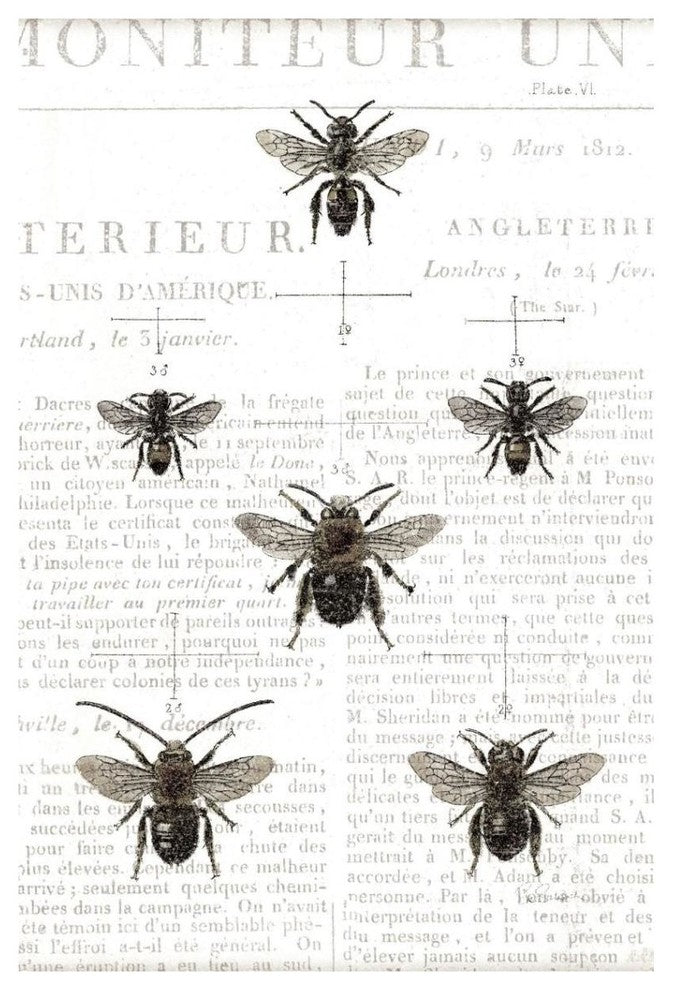 "Bee Botanical Gray" Digital Paper Print by Sue Schlabach, 26"x38"