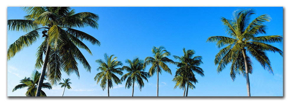 'Palms' Canvas Art by Preston