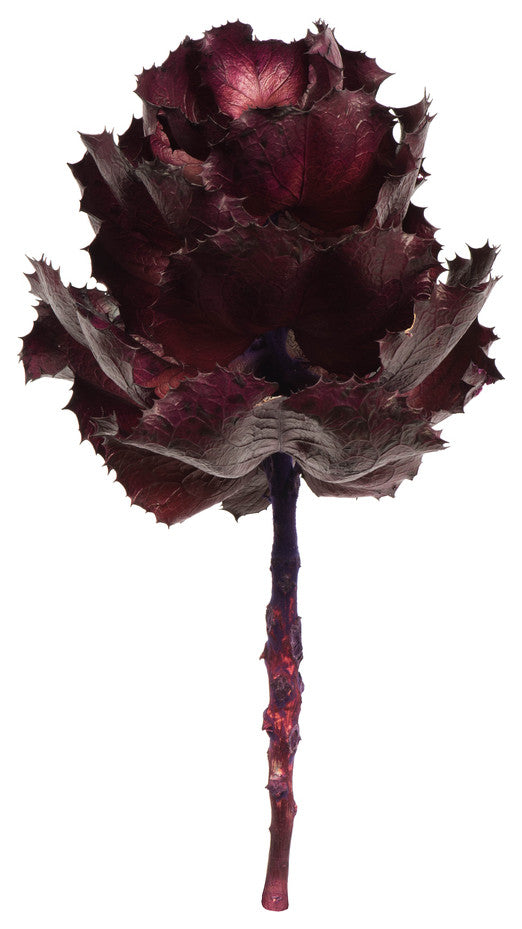 Vickerman 8" Queen Flower Stem, Dried