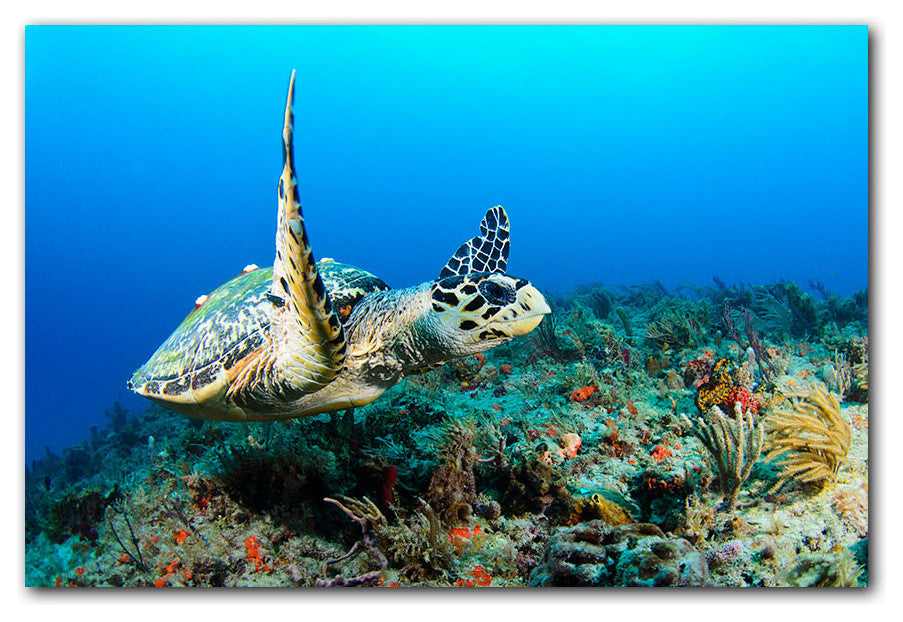 Ready2hangart Christopher Doherty Photography 'Hawksbill' Canvas Wall Art
