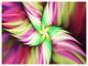 Huge Rotating Pink Flower, Floral Canvas Art Print, 40"x30"