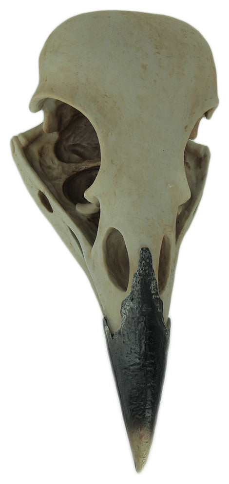 Corvus Bird of Prophecy Gothic Raven Skull Hanging Statue