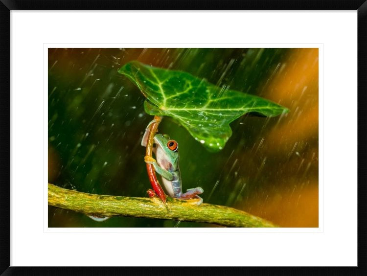 "Ohh Noo - Its Raining" Framed Digital Print by Kutub Uddin, 30x22"