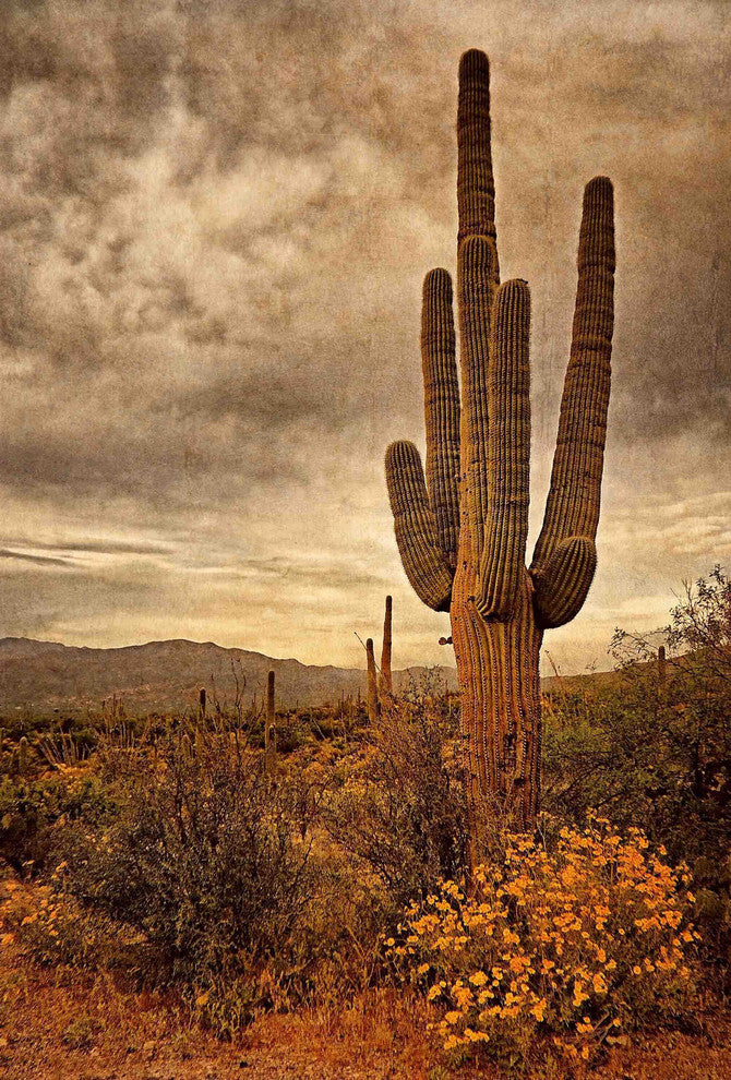 "Desert Sentinels" Painting Print on Canvas by Robertson