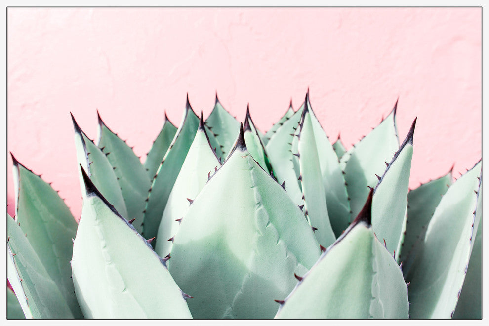 "Sweet Succulents" Floater Framed Painting Print on Canvas, 18"x12"