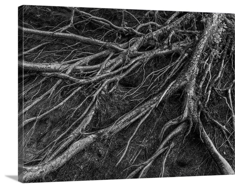 "Roots" Wrapped Canvas Art Print, 16"x12"x1.5"
