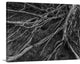 "Roots" Wrapped Canvas Art Print, 16"x12"x1.5"
