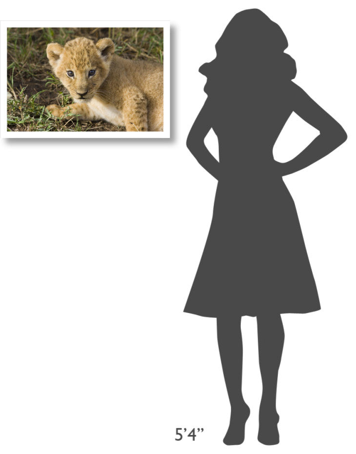 "African Lion 5 week old cub, vulnerable, Masai Mara Reserve" Paper Art, 26"x18"