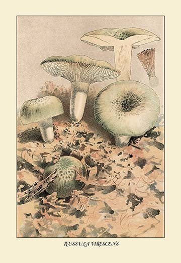 Russula Virescens- Gallery Wrapped Canvas Art 28" x 42"