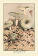Russula Virescens- Gallery Wrapped Canvas Art 28" x 42"