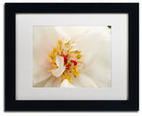 PIPA Fine Art 'Eye of Peony' Matted Framed Art, 14x11