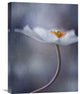 "The Beauty Within" Stretched Canvas Giclee by Priska Wettstein, 17"x22"