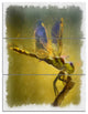 Dragon Fly Watercolor Illustration, Animal Canvas Artwork, 28x36, 3 Panels