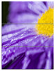 "Large Violet Flower Petal Close-up" Metal Wall Art, 3 Panels, 28"x36"