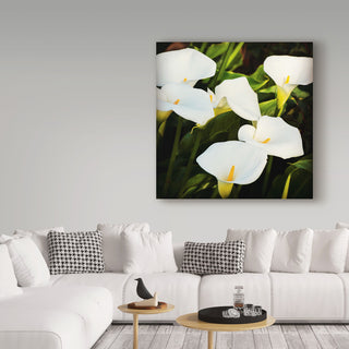 Lance Kuehne 'Calla Lilies' Canvas Art, 24"x24"