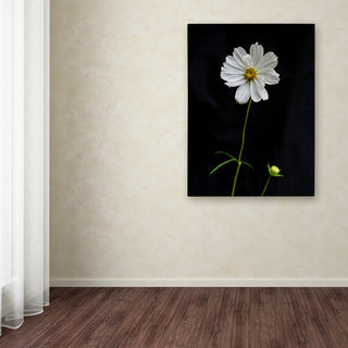 Kurt Shaffer 'White Cosmos on Black' Canvas Art, 47"x35"