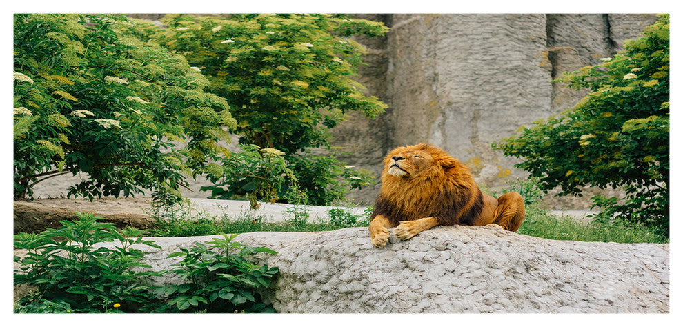 Big Lion Lying On Stones in Zoo, Landscape Canvas Art Print, 60"x28"