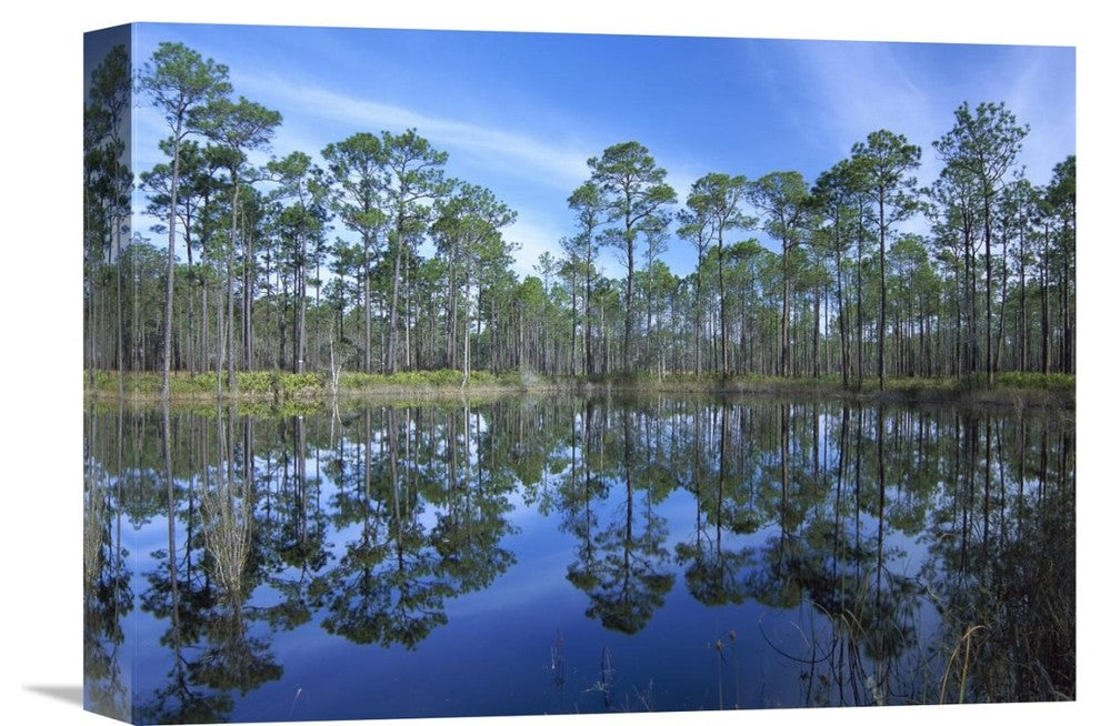 "Pine Forest, Ochlocknee River State Park, Florida" Artwork