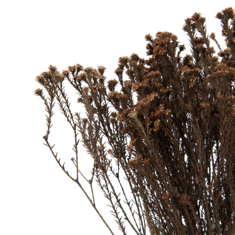 Natural Botanicals 19" x 4" Staavia, 100 grams per Unit , Natural, 19" x 4"