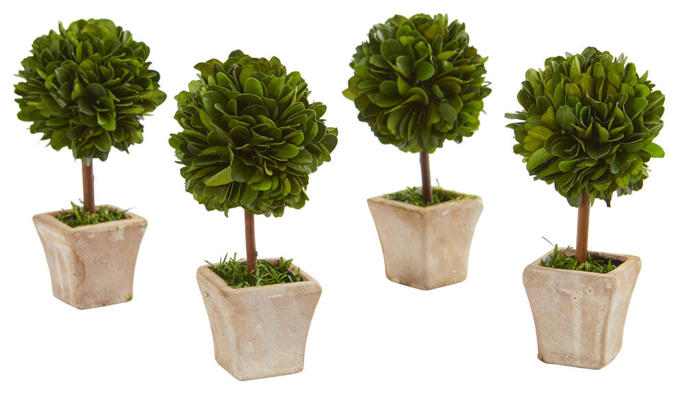 6" Boxwood Topiary Preserved Plant, Ceramic Planter, Set of 4