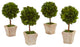 6" Boxwood Topiary Preserved Plant, Ceramic Planter, Set of 4