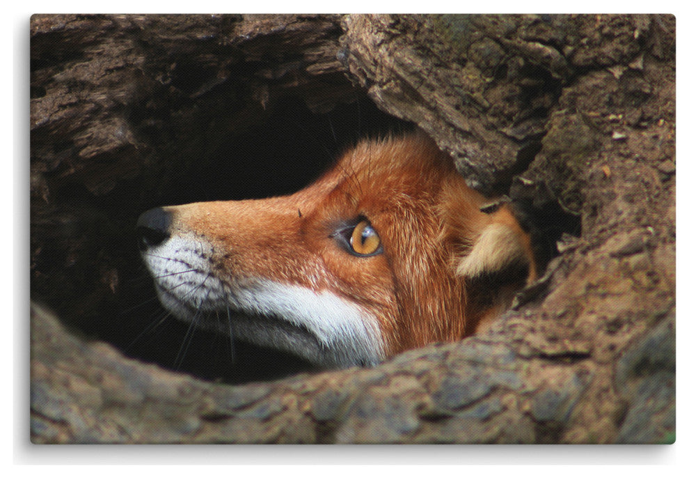 Red Fox Face in Stump Animal Wildlife Nature Photograph Canvas Wall Art Prints, 24" X 36"