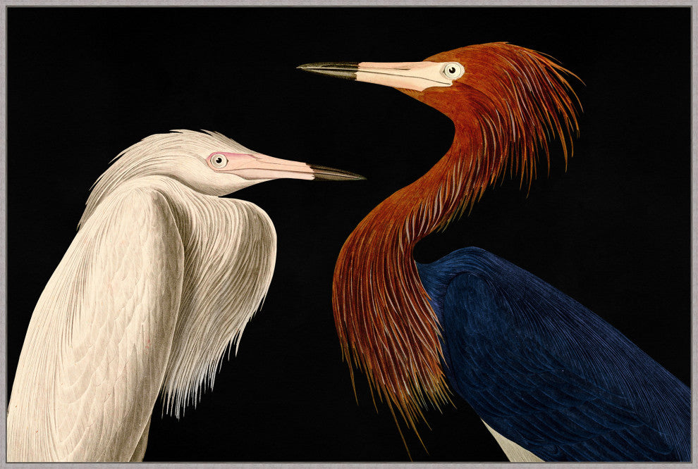 Audubon Conversation, Giclee Reproduction Artwork