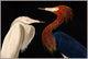 Audubon Conversation, Giclee Reproduction Artwork