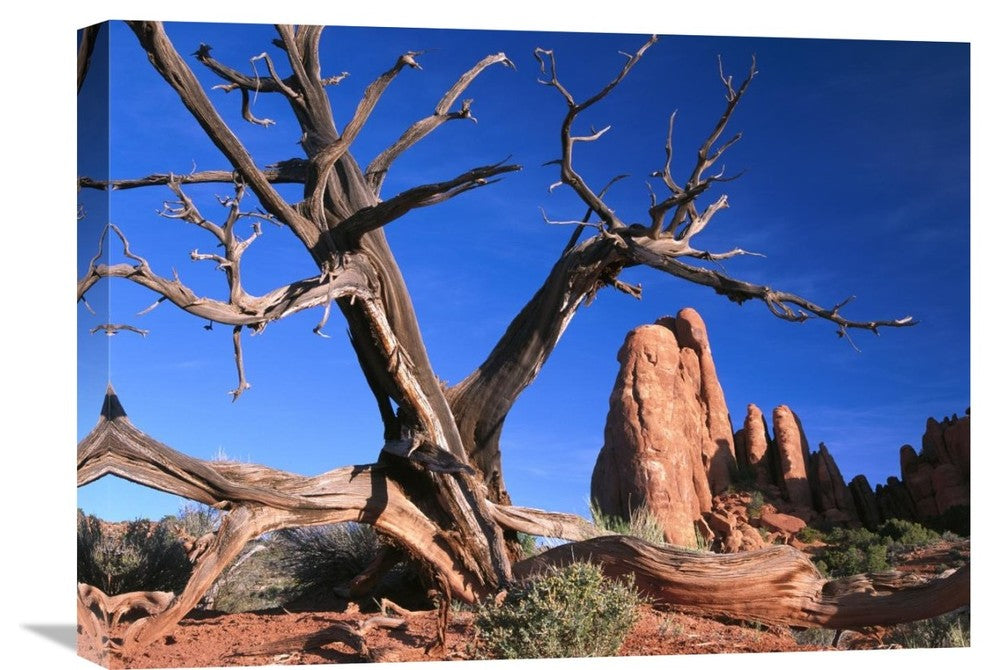 "Snag At  Fiery Furnace Labyrinth, Arches National Park, Utah" Artwork