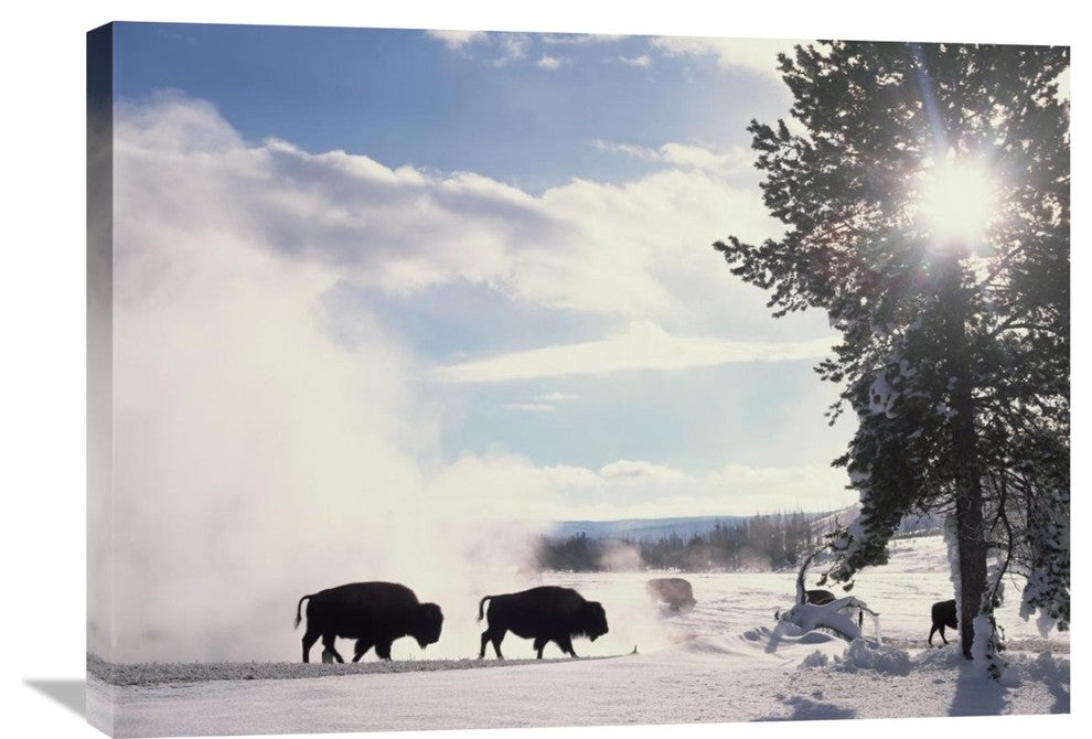 "American Bison In Winter, Yellowstone National Park, Wyoming" Artwork