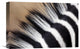 "Zebra Mane, Khama Rhino Sanctuary, Serowe, Botswana" Artwork, 18" x 12"
