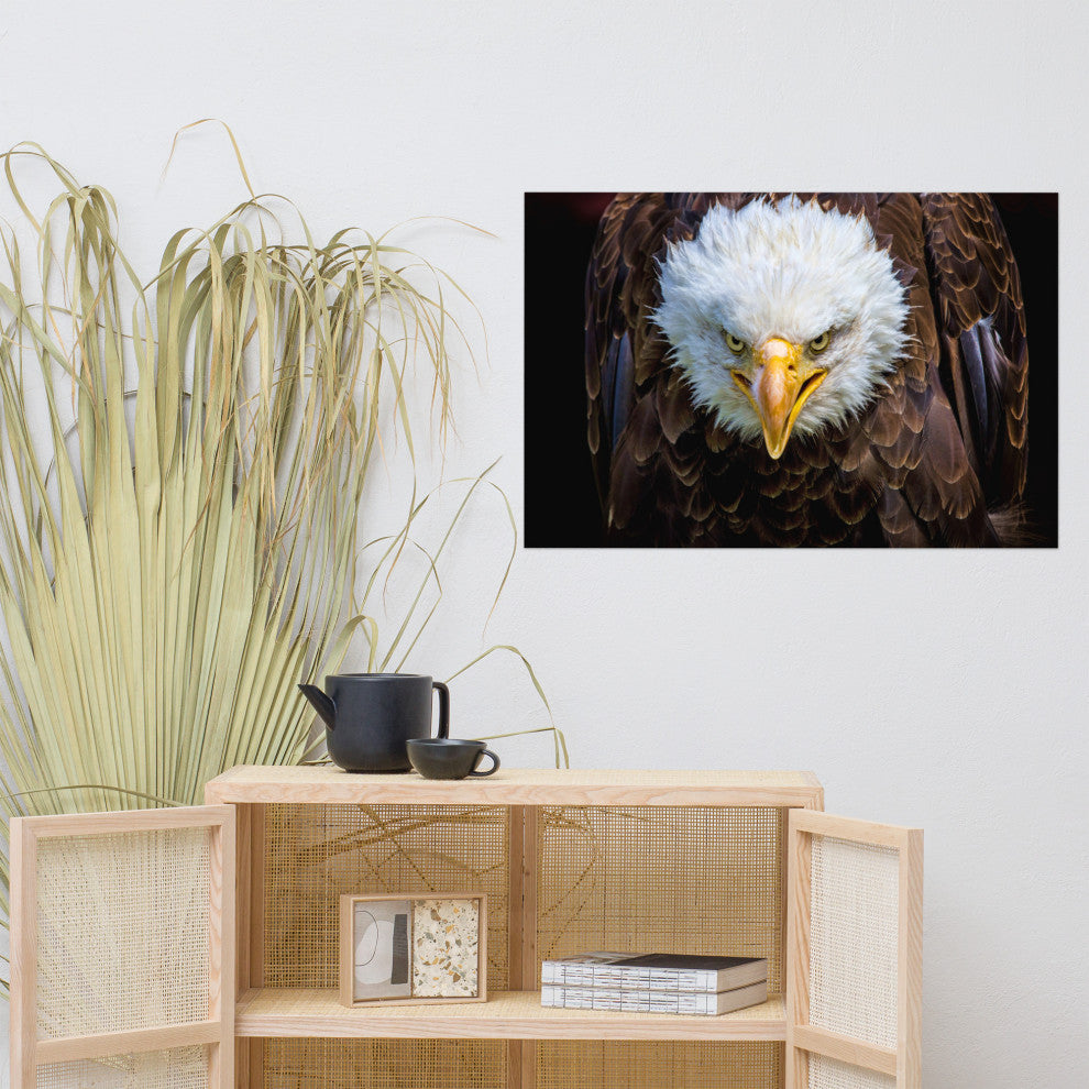 Bald Eagle Portrait Close-up Loose Wall Art Print, 24" X 36"