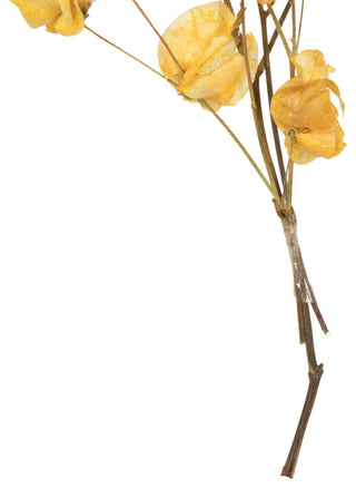 Vickerman Cara Blossom Spray