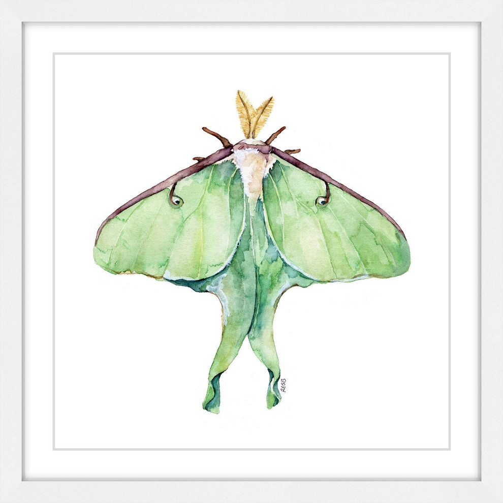 "Luna Moth" Framed Print by Rachel Byler