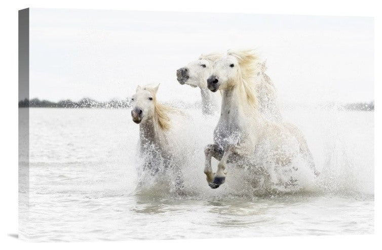 "Horses Hight Key" Stretched Canvas Giclee by Ciro De Simone, 18x12"