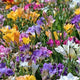 Famously Fragrant Mixed Freesia Flower Bulbs - Pack of 30