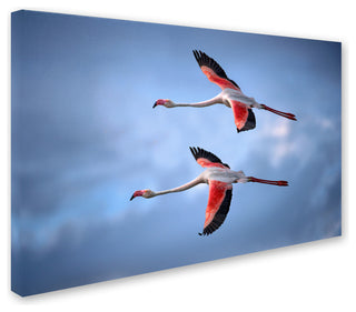 Xavier Ortega 'Greater Flamingos' Canvas Art, 32x22