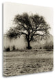 "Willow Tree" By Alan Blaustein, Giclee Print on Gallery Wrap Canvas