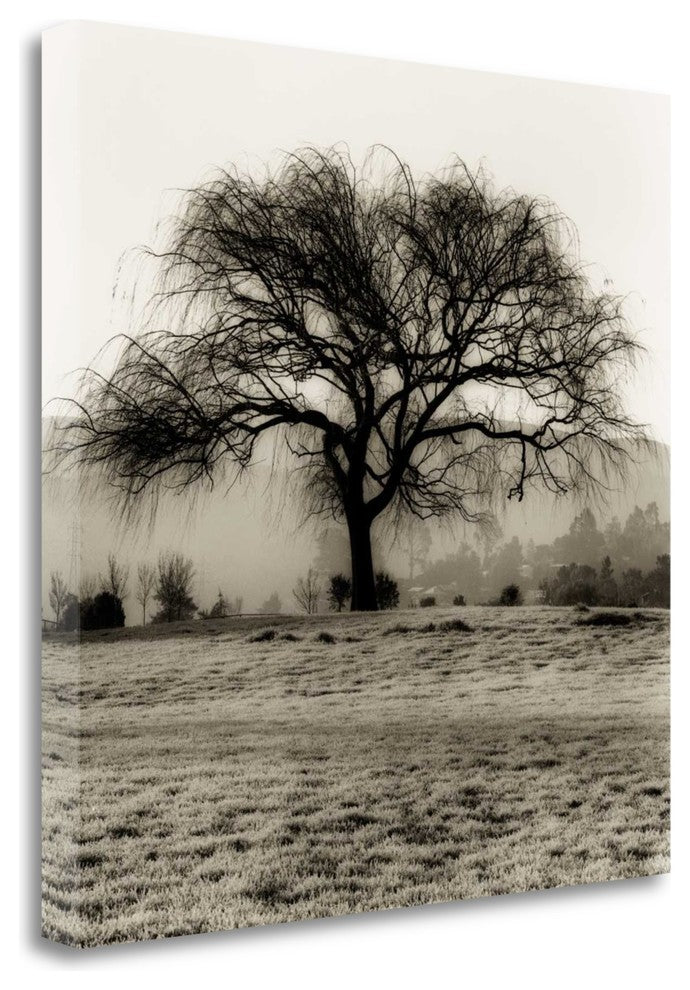 "Willow Tree" By Alan Blaustein, Giclee Print on Gallery Wrap Canvas