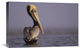 "Brown Pelican adult portrait, Texas" Canvas Giclee by Tim Fitzharris, 24"x16"