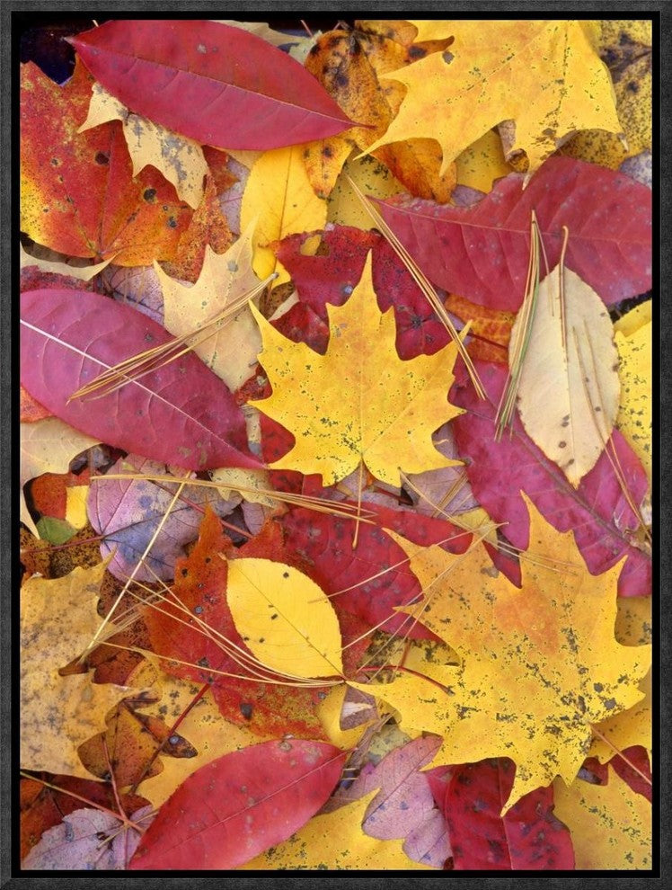 "Sourwood and cherry leaves, North America"  by Tim Fitzharris, 13x17"