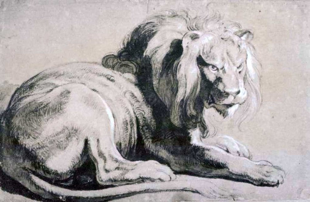 Peter Paul Rubens The Etude of Lion, 18"x27" Gallery Wrapped Canvas Print