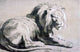 Peter Paul Rubens The Etude of Lion, 18"x27" Gallery Wrapped Canvas Print