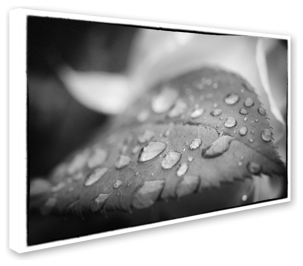 PIPA Fine Art ''Dew on Leaf of Rose Plant'' Canvas Art, 32x22