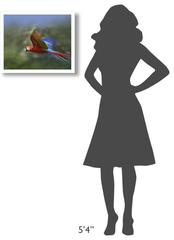 "Scarlet Macaw flying, Costa Rica" Paper Print by Tim Fitzharris, 22"x18"