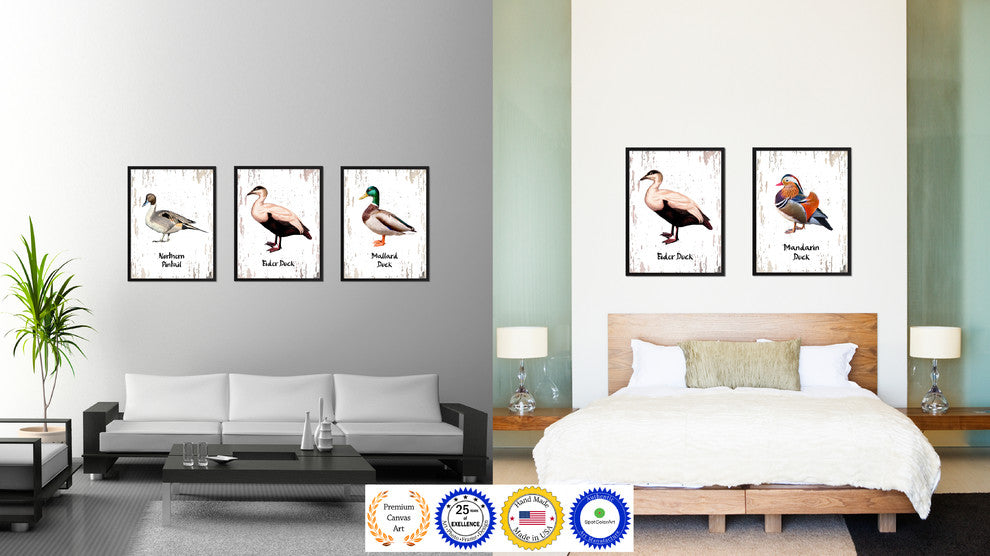 Eider Duck Bird Canvas Print, 13"x17"