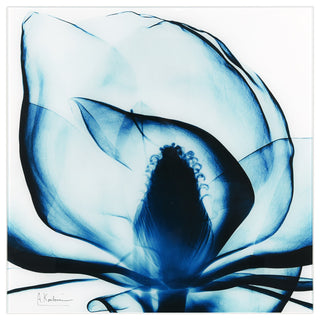 Blue Magnolia X-Ray Flower Wall Art Frameless Free Floating Tempered Glass Panel