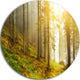 Sun Finds Its Way In Forest, Landscape Photo Disc Metal Wall Art, 38"