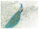 "Spring Peacock I" Digital Paper Print by James Wiens, 42"x32"