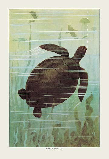 Sea Turtle - Fine Art Giclee Print 24" x 36"